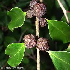 Image result for Eugenia aschersoniana