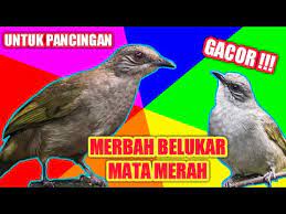 Mau tau cara terbaik membedakan burung murai batu yang sudah memasuki usia dewasa atau yang siap dijadikan inilah teknik cara membedakan burung murai batu jantan dan betina ketika masih dalam usia trotolan atau baru mulai muncul bulu. Pancingan Merbah Belukar Mata Merah Super Gacor Cucak Lumut Trucukan Lumut Youtube