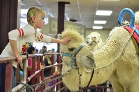 So expect to see on this page the fonner park picks from olbg's horse racing tipsters throughout these months for races staged over four furlongs and up to eleven furlongs on the. Massive Crowd Fills Fonner Park To See Camels And Ostriches Race Grand Island Local News Theindependent Com