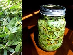 Saute purslane in butter for a few minutes. 14 Best Purslane Benefits Ideas Purslane Recipe Wild Food Medicinal Plants