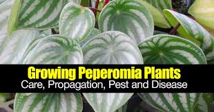 We did not find results for: Peperomia Care Guide Plants Propagation Soil Pests