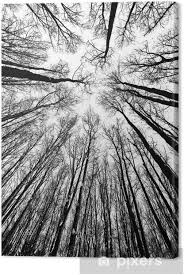 Black And White Photos Of Trees Black And White Trees Silhouettes Canvas Print Pixers We Live To Change Black And White Art Drawing Black And White Picture Wall Black And White Photo Wall