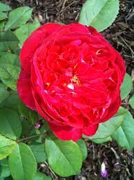 The old garden rose is defined as any rose that existed before 1867. Pin On Gardening