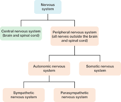The peripheral nervous system consists of sensory neurons, ganglia (clusters of neurons) and nerves that connect the central nervous system to arms. Function And Division Of The Nervous System Course Hero