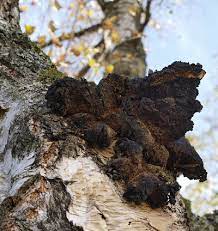 Dieser pilz ist mit den dunklen formen des birkenpilzes zu verwechseln, aber verfärbt nicht. Schiefer Schillerporling Seine Beschreibung Seine Fundorte