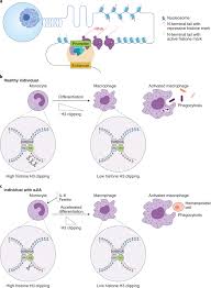 Now selling this beautifully written book at bhealthy. Heads Or Tails Histone Tail Clipping Regulates Macrophage Activity Nature Immunology