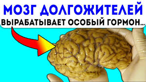 как лечить сужение сосудов головного мозга в домашних условиях D0ewtgph1ptpzm