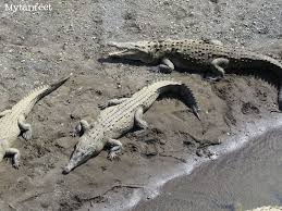 We did not find results for: The Costa Rica Crocodile Bridge A Wild Stop At Tarcoles River Living In Costa Rica Costa Rica Costa Rica Travel