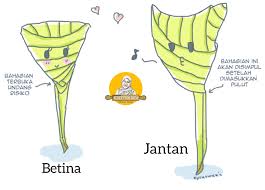 Cлушайте онлайн и cкачивайте песню perbezaan ketupat palas jantan dan ketupat palas 91 ketupat daun palas cara balut ketupat untuk anak2 mai masak ketupatpalas carabalutketupat. What Ketupat Palas Ada Jantan Warisan Bonda Frozen Facebook