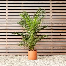 Massive and magnificent, the canary island date palm rules the landscape with its aristocratic size and beauty. Canary Island Date Palm Phoenix Canariensis Patch Patch