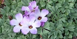 Image result for Oxalis purpurascens