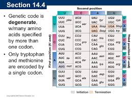 Image Result For Degenerate Codon Degenerate Coding Positivity