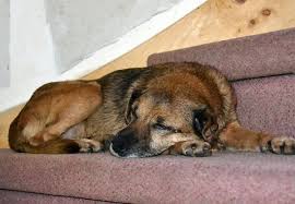 Hier wird ausführlich aufgeführt, welche bedürfnisse die tiere haben und welche art von zuhause sie suchen. Tiere Aus Dem Tierheim Troisdorf Suchen Ein Zuhause Kolner Stadt Anzeiger