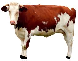 Cow Png Image Cow Colour Cow Pictures Cow Png