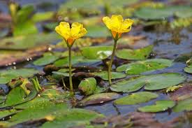 Image result for Nymphoides milnei