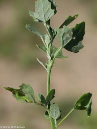 Image result for Chenopodium opulifolium