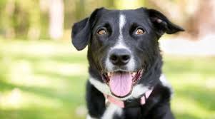 Maybe you would like to learn more about one of these? Border Collie Pitbull Mix Borderbull Breed Information