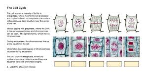 Studyres contains millions of educational documents, questions and answers, notes about the course, tutoring questions, cards and course recommendations that will help you learn and learn. Investigation Mitosis Remote
