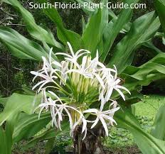Image result for Crinum jasonii