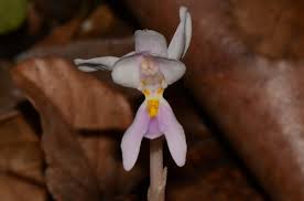 Image result for Brachycorythis buchananii