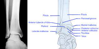 Www Surgeryassistant Nl