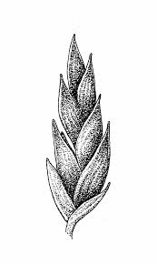 Image result for Eragrostis pilosa