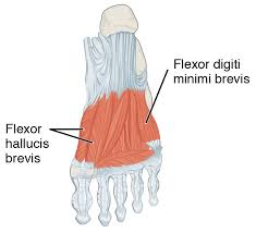 We did not find results for: Flexor Digiti Minimi Brevis Muscle Samarpan Physiotherapy Clinic Ahmedabad