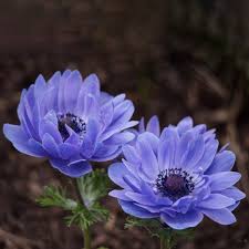 アネモネ (Anemone coronaria) 花言葉，学名，よくある質問 - PictureThis