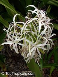 Image result for Crinum paludosum