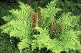 Image result for Osmundaceae