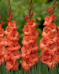 Gladiolus Orange Gladiolen Gladiolus Flower Flower Catalogs Wonderful Flowers