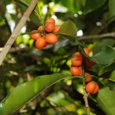 Image result for Vepris renieri