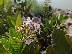 Image result for Wigandia urens