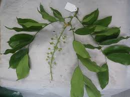 Image result for Crudia