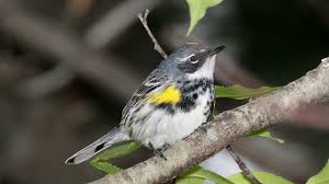 Often the core member of mixed warbler flocks during migration, especially early in spring and late in fall. Myrtle Warbler Song Video Bird Songs Eastern North America Yellow Rumped Warbler Nature Sounds Youtube