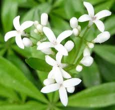 Certains niveaux sont difficiles, nous avons donc décidé de faire ce guide, qui peut vous aider avec codycross plante grimpante et odorante à fleurs blanches. Plante Fleur Blanche Odorante Map Titecampagne