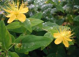 Image result for Hypericum