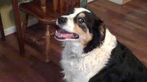 Bernese mountain dog and border collie. Bean Border Collie Bernese Mountain Dog Youtube