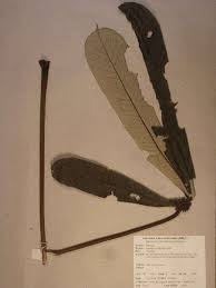 Image result for Musanga