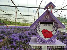 One of the recommended attractions in cameron highlands. Cameron Highland Lavender Garden Attraction Places In Malaysia