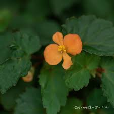 Image result for Begonia sutherlandii
