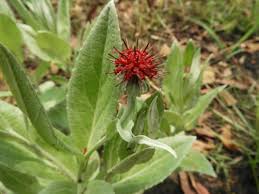 Image result for Pleiotaxis