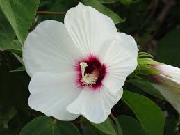 Image result for Hibiscus ludwigii