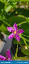 Image result for Talinum fruticosum