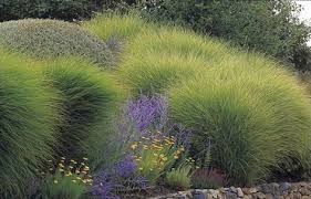 Epingle Sur Drought Tolerant Garden Ideas