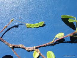 Image result for Grona afra