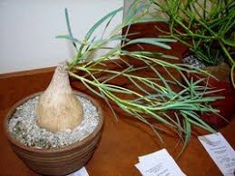Image result for Trochomeria hookeri
