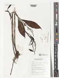 Image result for Polystachya caloglossa