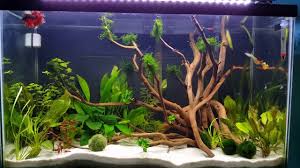 Continue reading to learn more. Betta Fish Community Tank With Guppies And Tetras Youtube