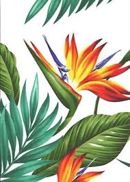 Palm Like Bird Of Paradise Top 10 Trends In Bird Of Paradise Flower Material To Watch Bird Of Paradise Flower Material In 2020 Birds Of Paradise Flower Paradise Flowers Tropical Illustration